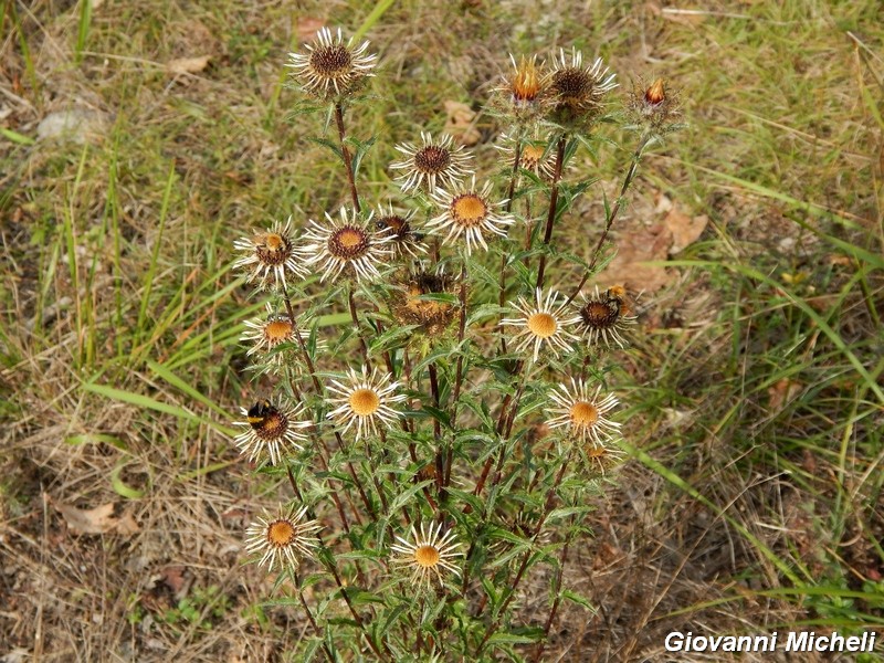 Carlina vulgaris